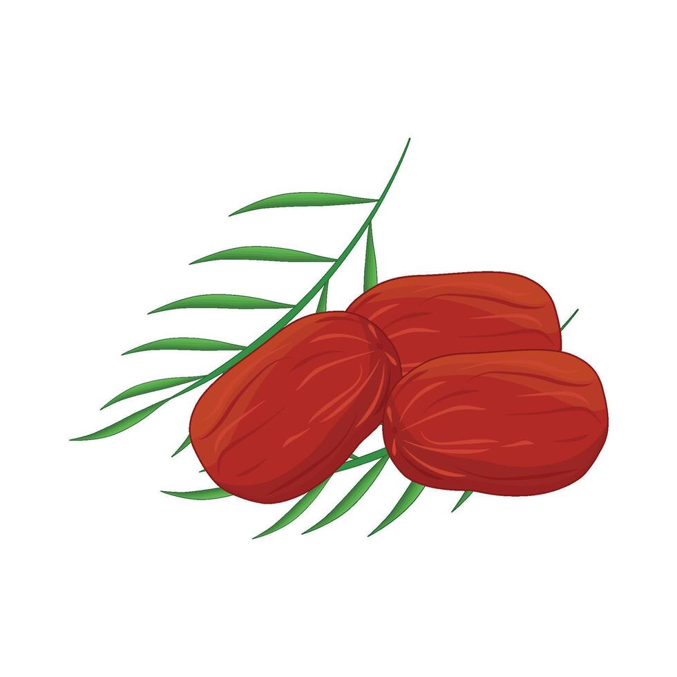 illustration of kurma vector