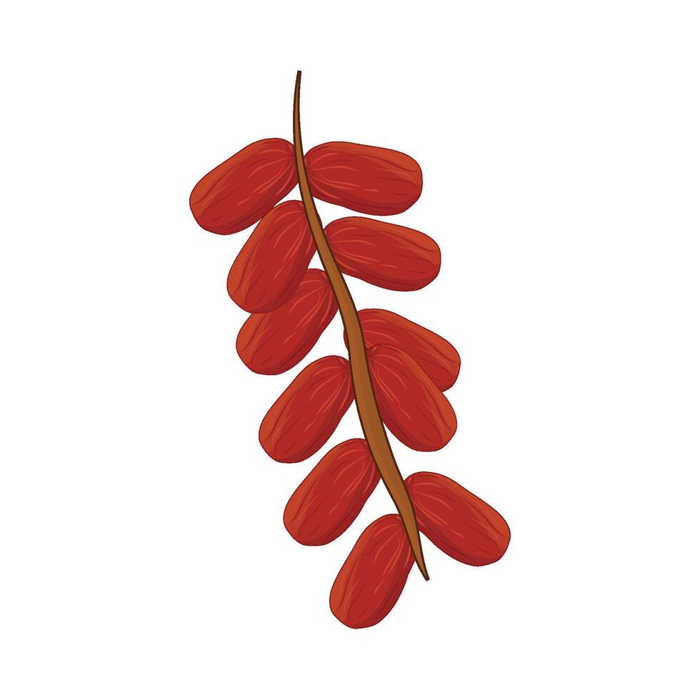 illustration of kurma vector