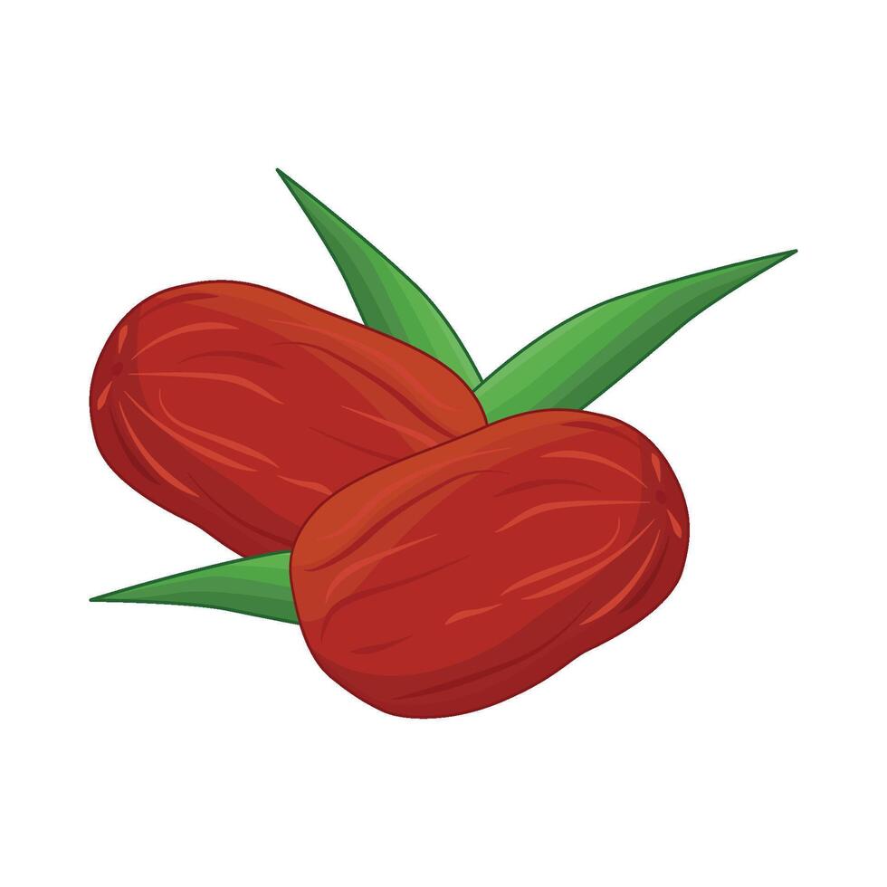 illustration of kurma vector