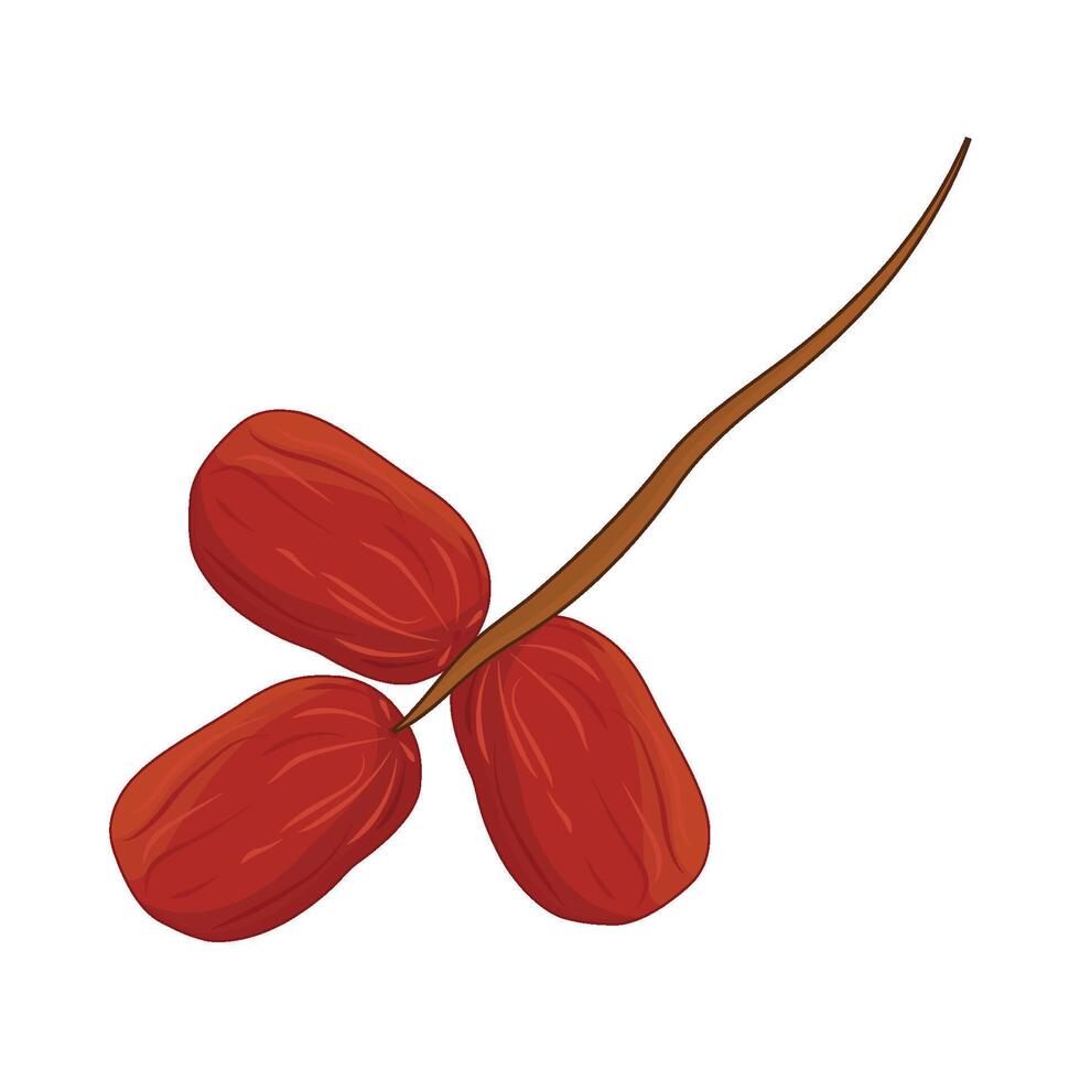 illustration of kurma vector