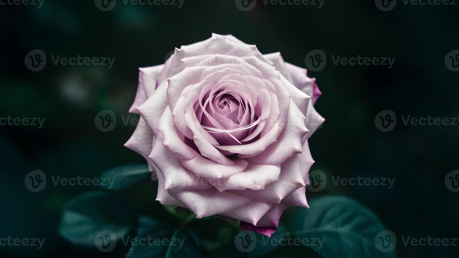 ai generado hermosa cerca arriba de delicado soltero púrpura Rosa en contra oscuro fondo foto