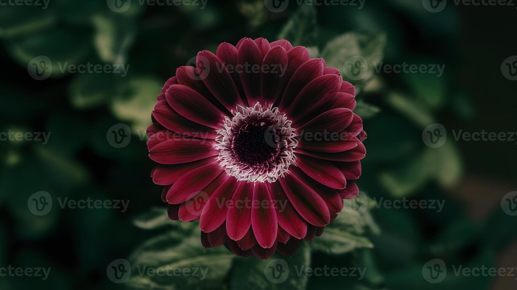 ai generado de cerca de púrpura gerbera flor con No oscuridad, aislado antecedentes foto