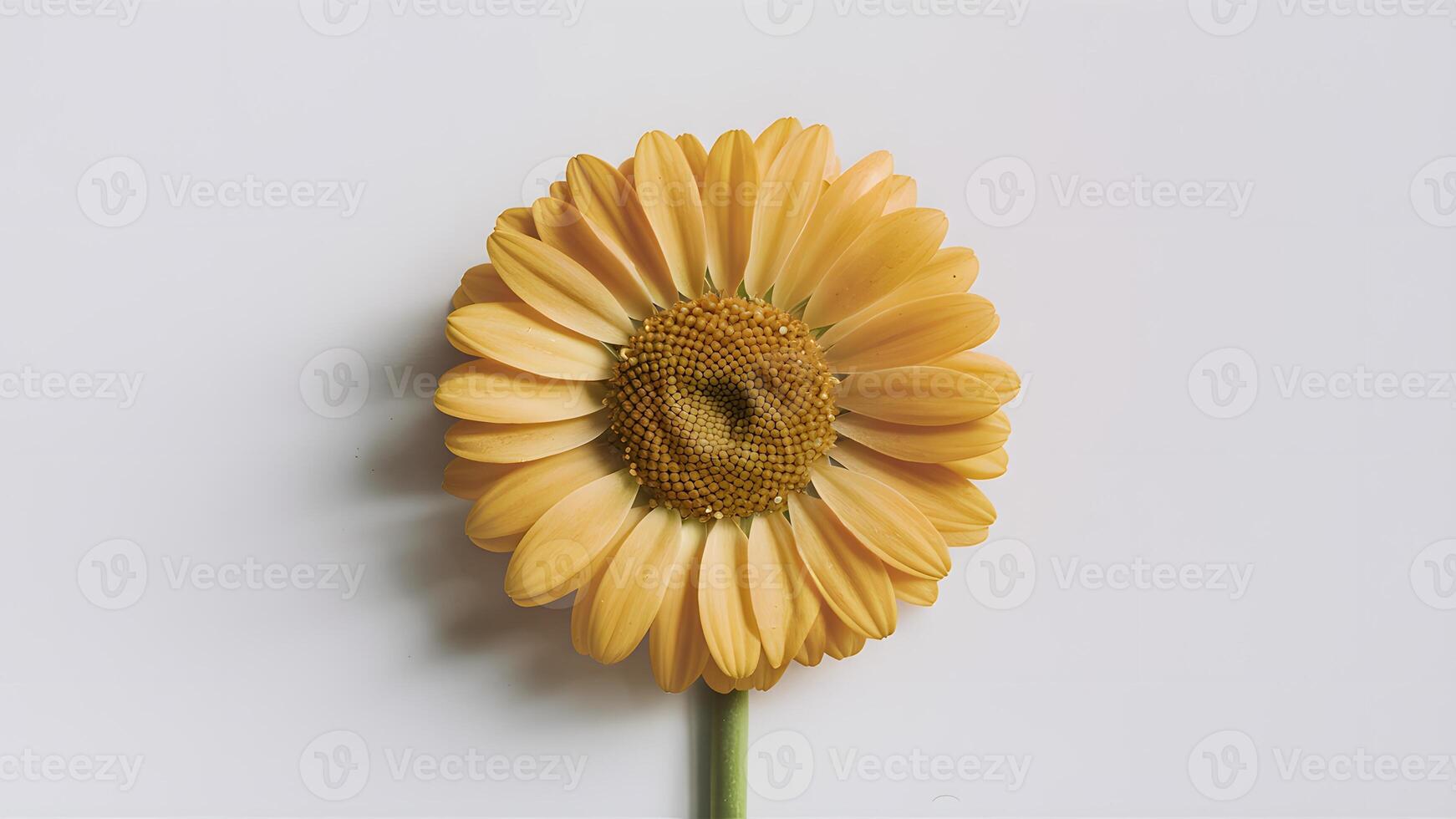 AI generated Pic Yellow daisy flower isolated against pristine white backdrop photo