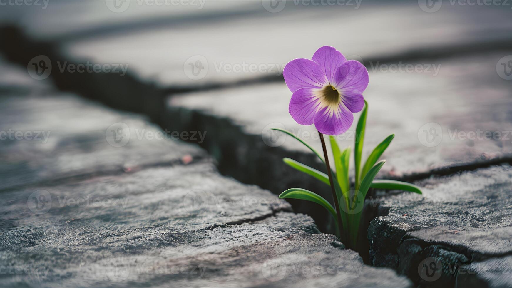 AI generated Purple flower growing in crack, soft focus with blank text photo