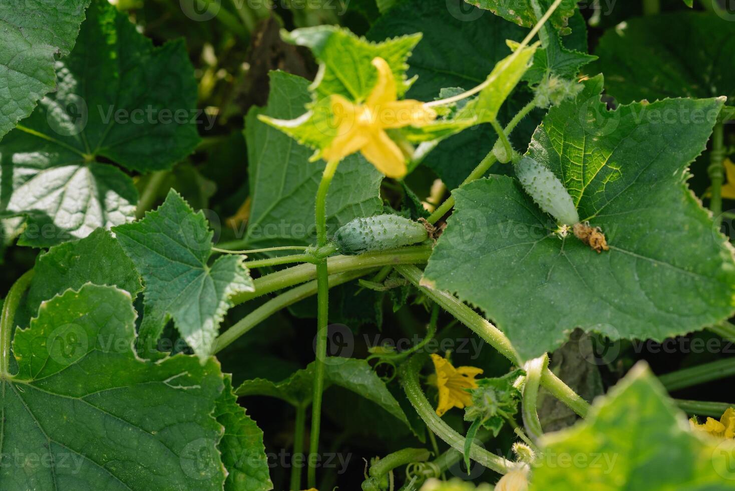 Cucumber ripening on a branch. Growth and blooming of greenhouse cucumbers for pickles photo