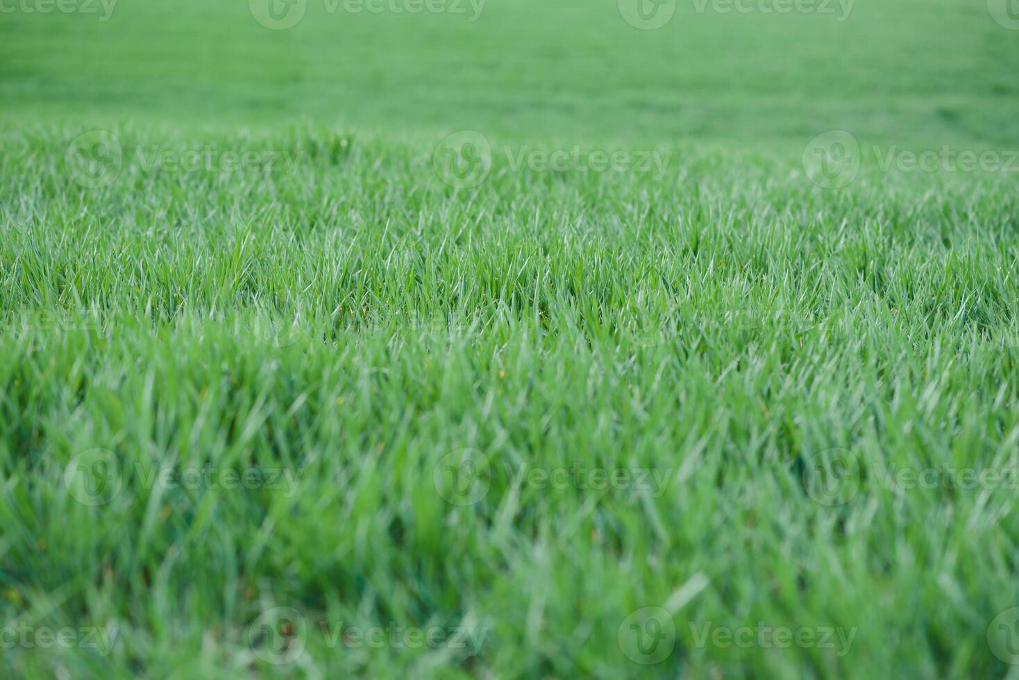 Young green wheat growing in soil. Wheat seedlings growing in a field. photo