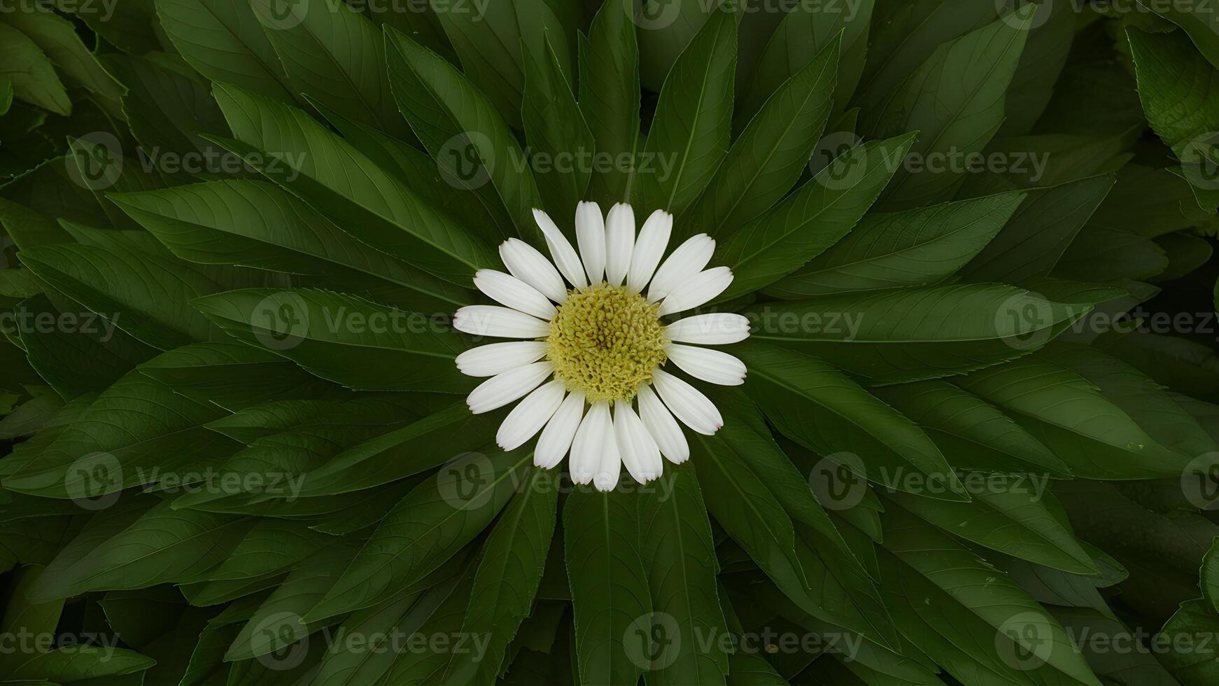AI generated Large green leaves around chamomile flower on unique background photo