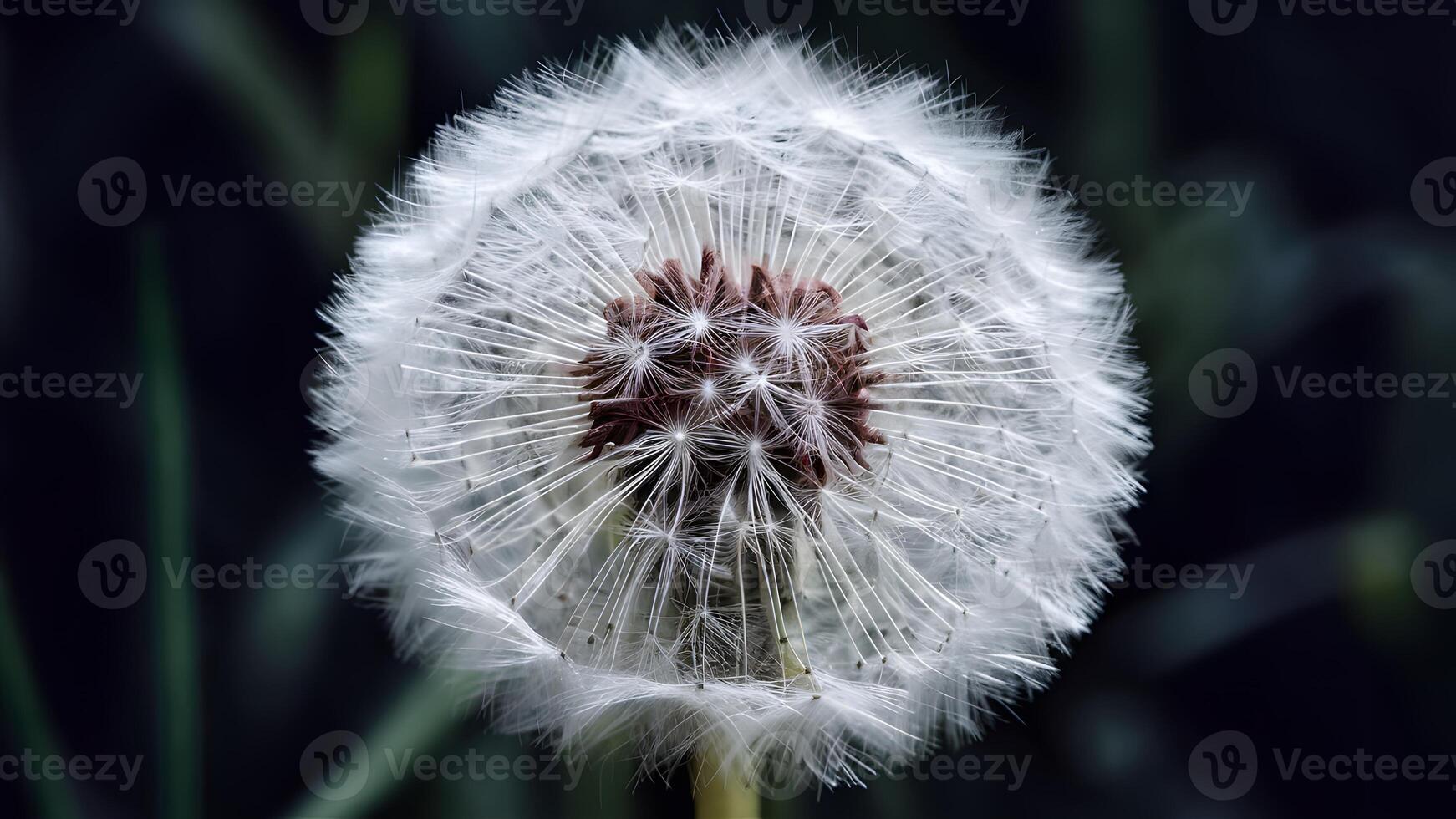 AI generated Vintage macro of dandelion flower, soft extreme close up, abstract photo