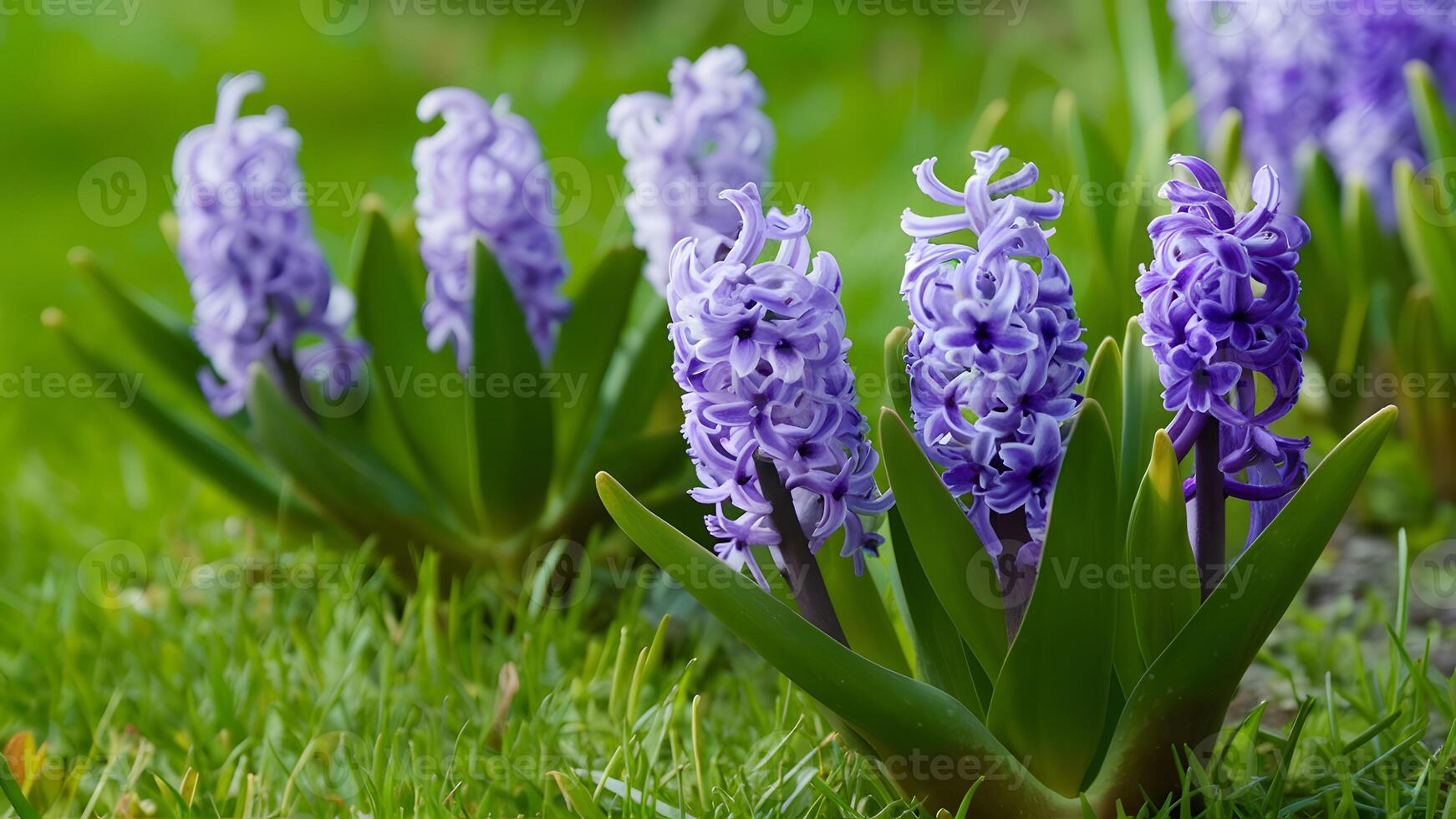 AI generated Garden background with blooming spring hyacinths flowers, green foliage photo