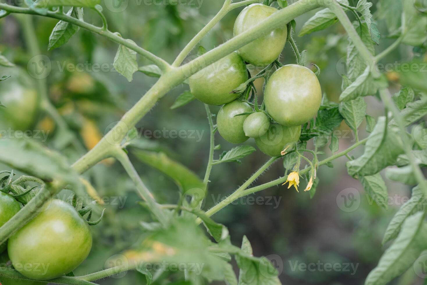 Growing the tomatoes. Unripe tomatoes in the vegetable garden. photo