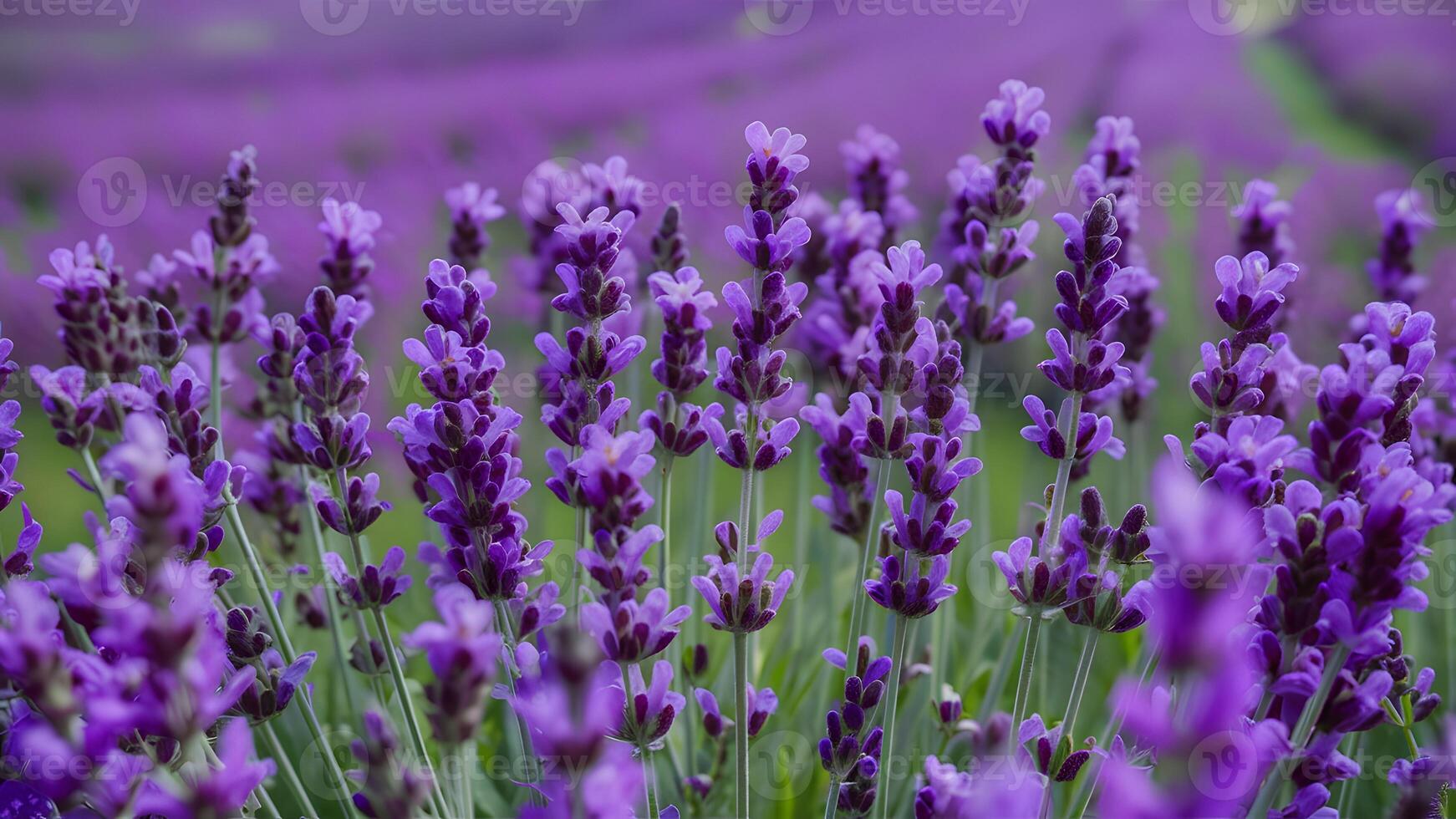 ai generado de cerca de lavanda flores campo, floreciente con fragante Violeta foto