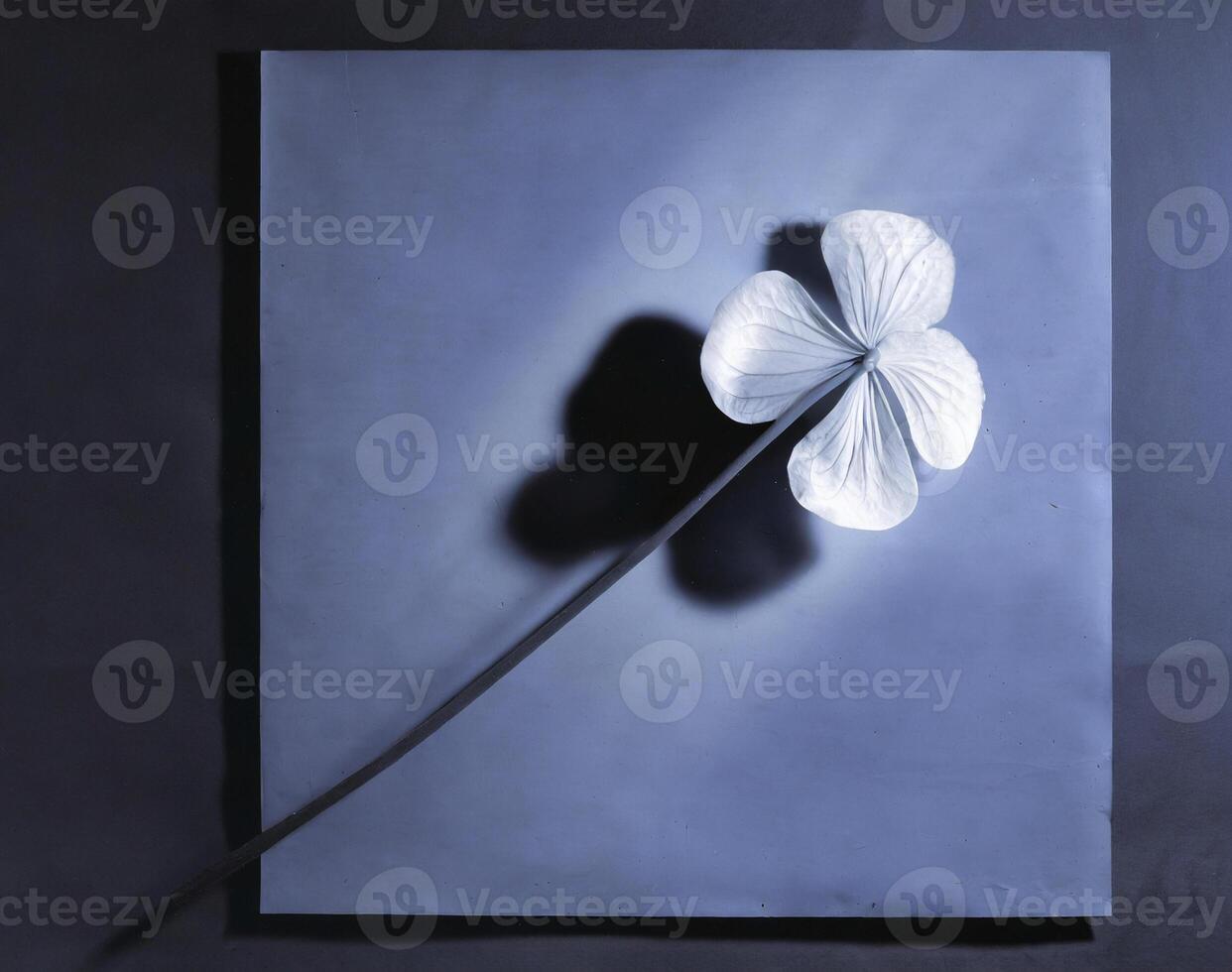 AI generated a flat scan of a cyanotype of a flower with blue paper photo