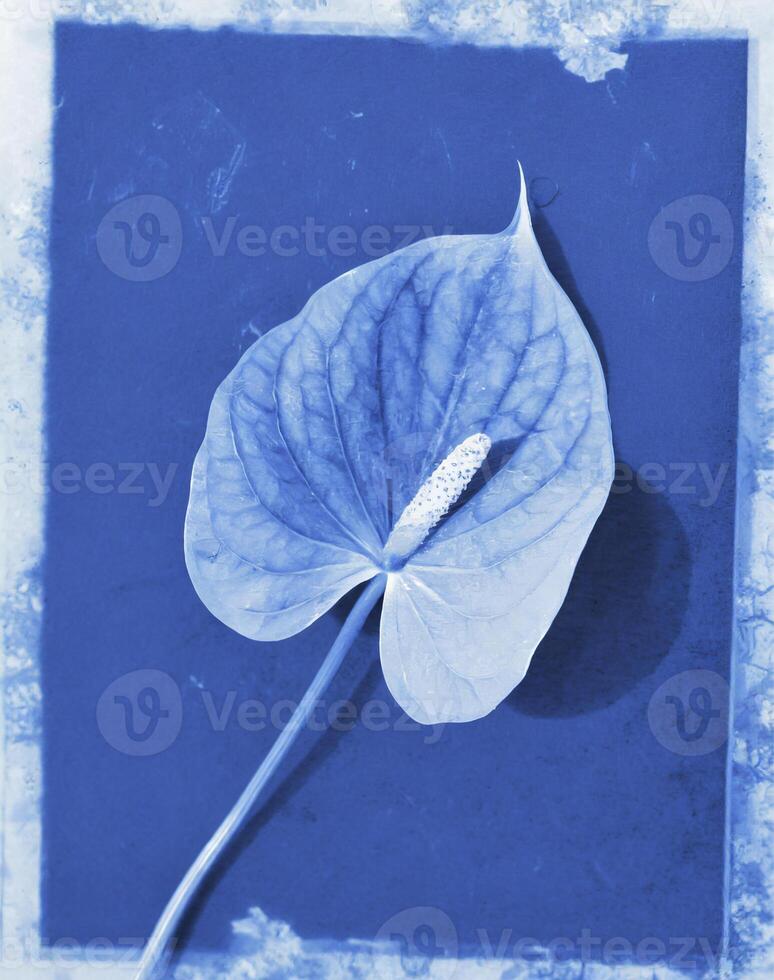 AI generated a flat scan of a cyanotype of a flower with blue paper photo