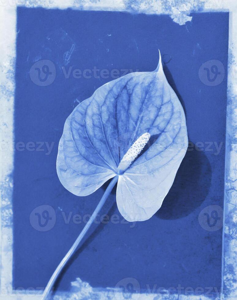 AI generated a flat scan of a cyanotype of a flower with blue paper photo