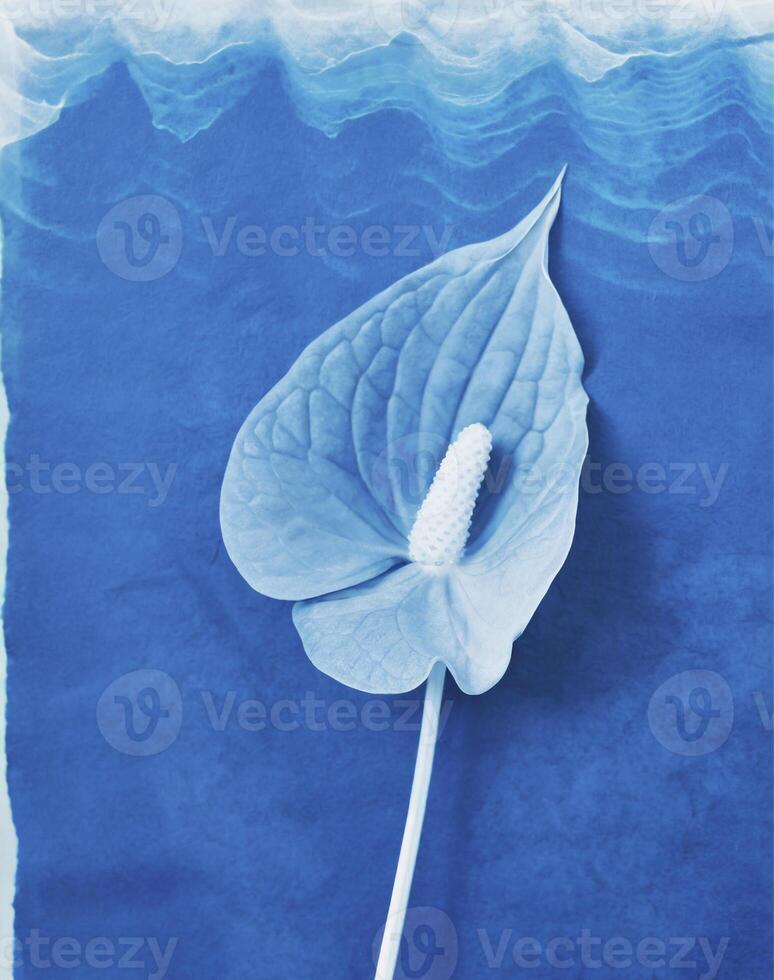 AI generated a flat scan of a cyanotype of a flower with blue paper photo