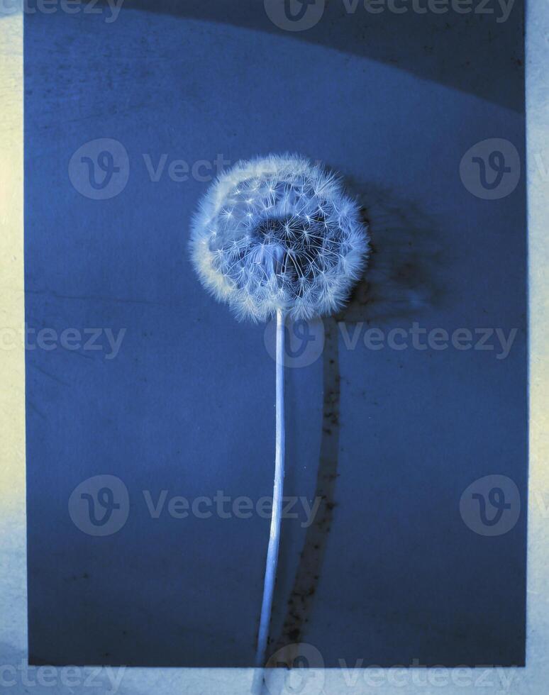 AI generated a flat scan of a cyanotype of a flower with blue paper photo