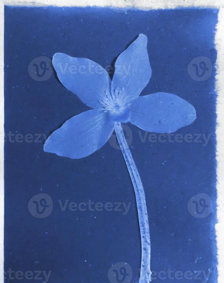 AI generated a flat scan of a cyanotype of a flower with blue paper photo