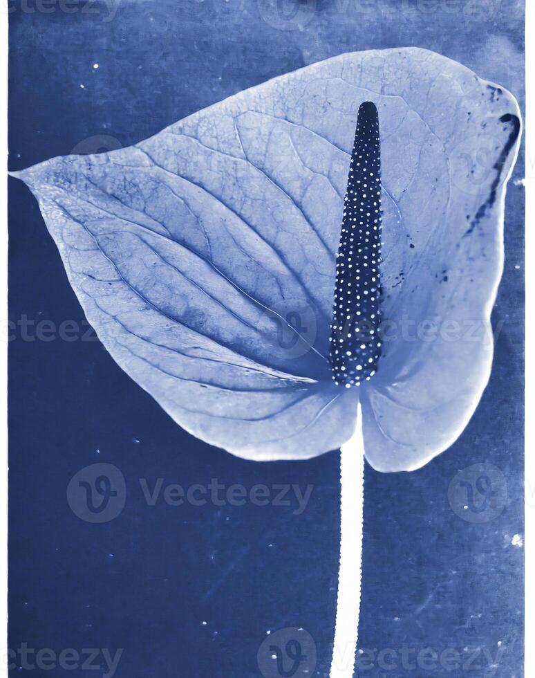 AI generated a flat scan of a cyanotype of a flower with blue paper photo