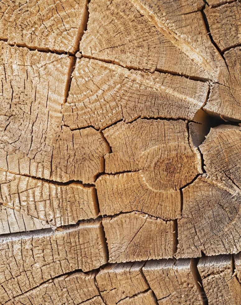 AI generated cut wooden trunk with cracks stained with different tones photo