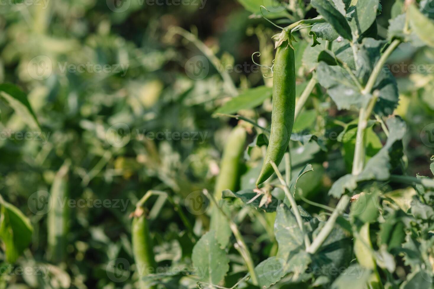 peas growing on the farm photo