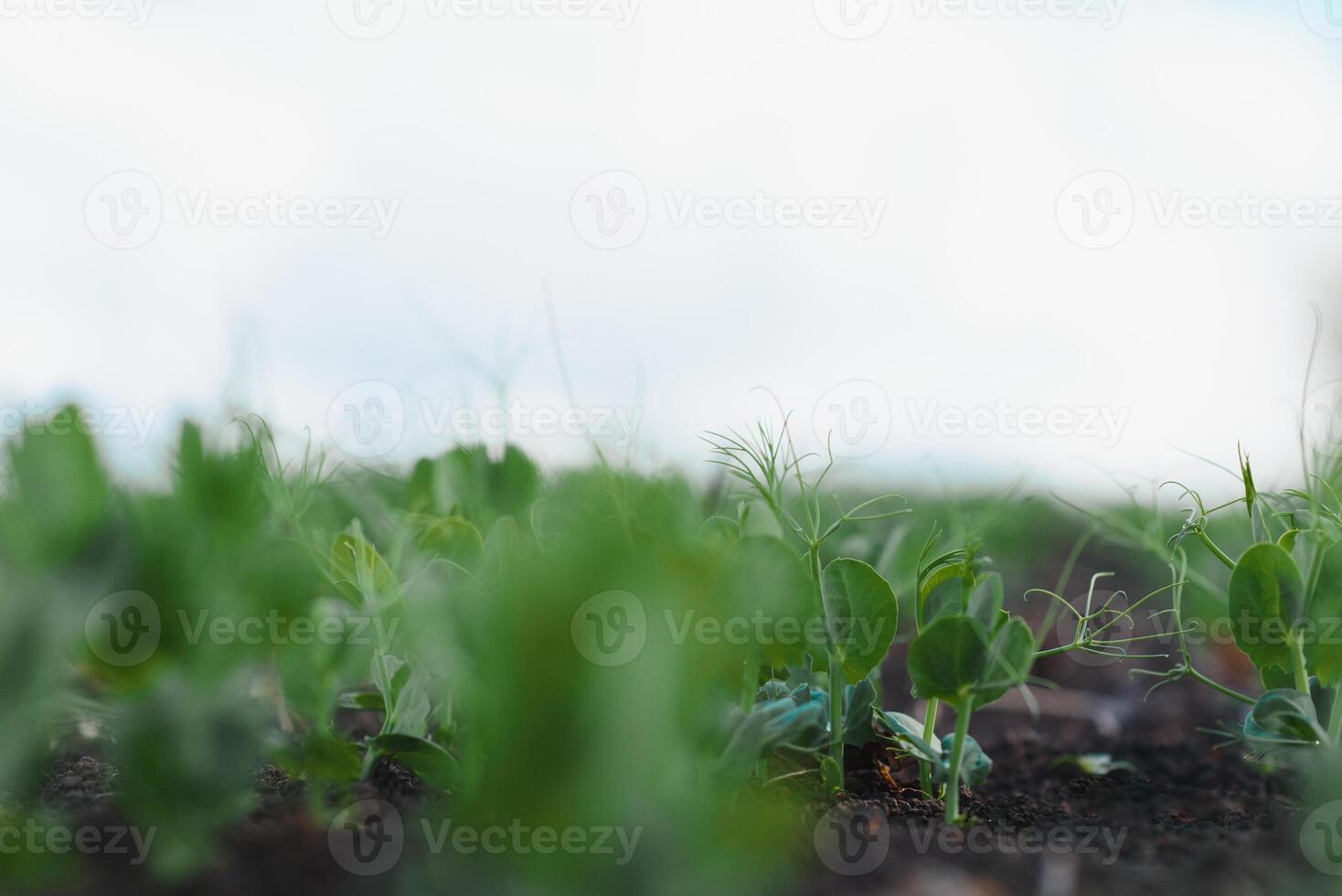 Green peas plant in the garden, summer harvest photo