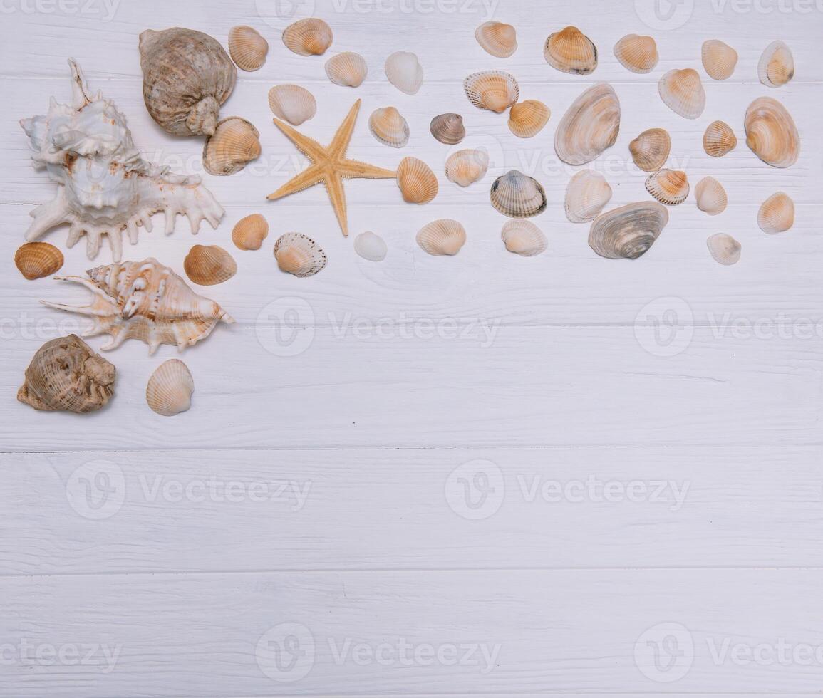 plano poner. parte superior vista. marco de conchas de varios tipos en un blanco de madera antecedentes. conchas marinas y estrella de mar en un pastel antecedentes. vacaciones concepto. viaje concepto. con Copiar espacio foto