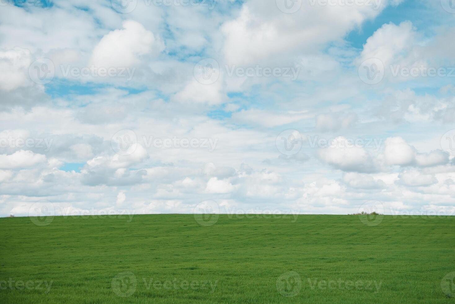 young wheat field is a picturesque photo