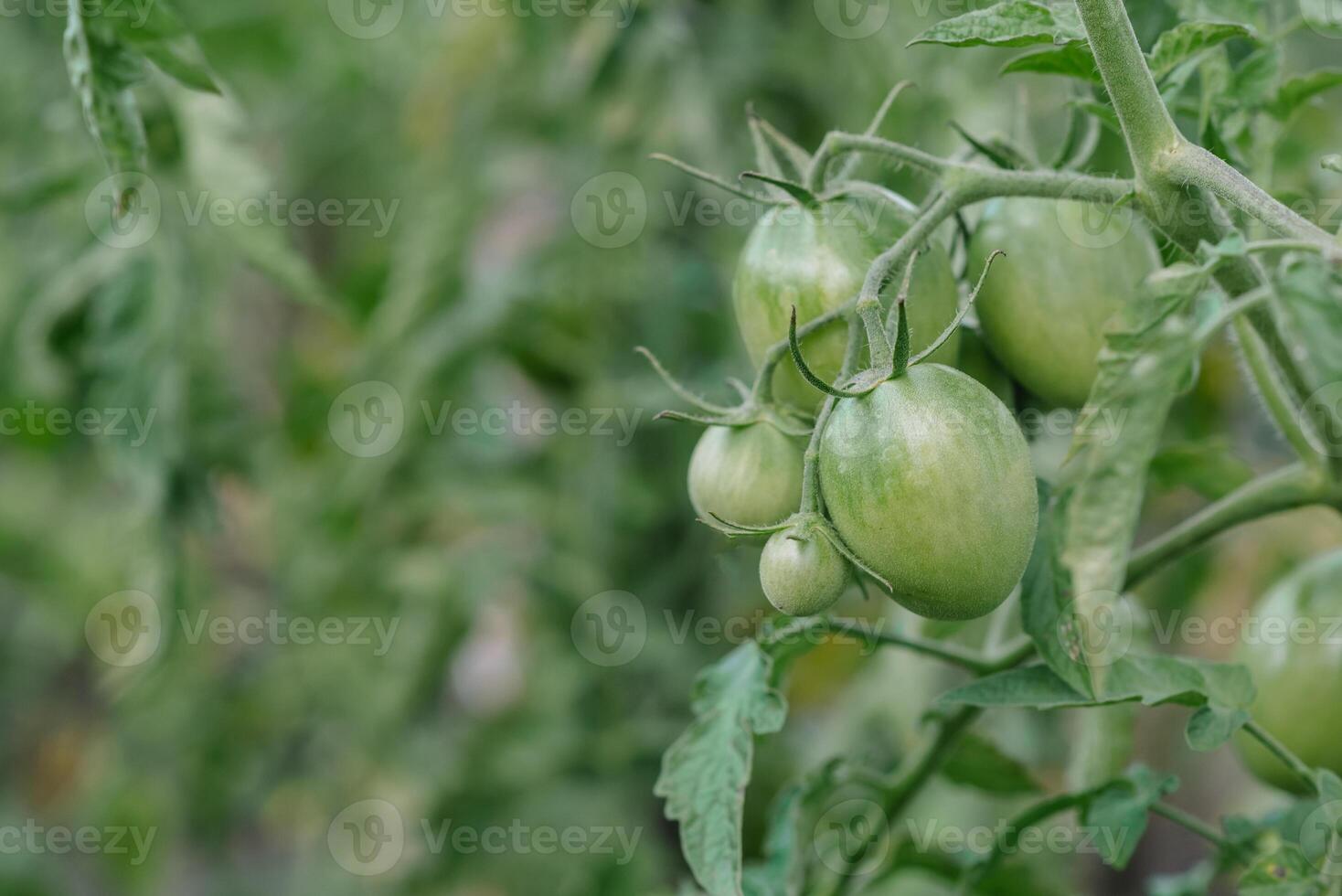 Growing the tomatoes. Unripe tomatoes in the vegetable garden. photo