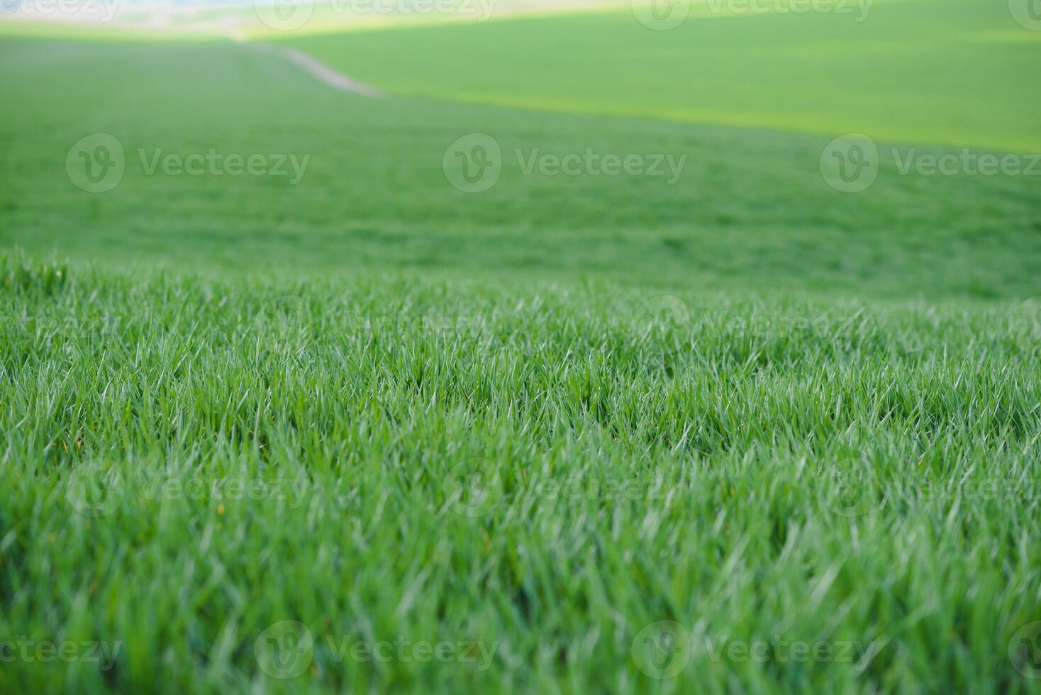 Background of young green wheat in spring photo