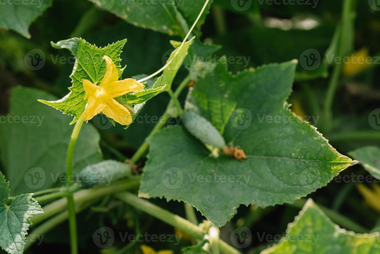 Cucumber ripening on a branch. Growth and blooming of greenhouse cucumbers for pickles photo