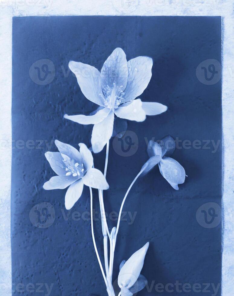 AI generated a flat scan of a cyanotype of a flower with blue paper photo