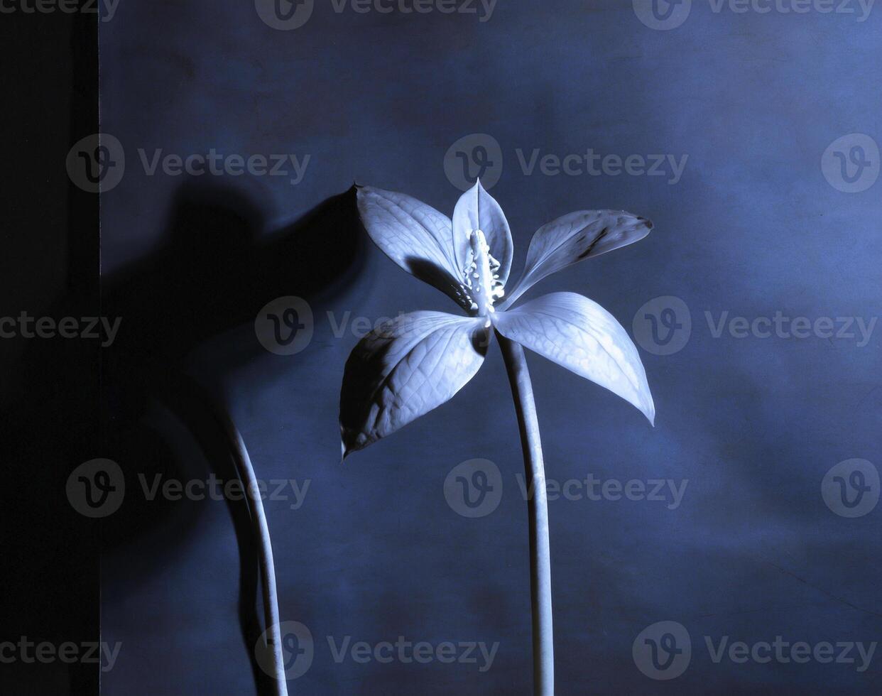 AI generated a flat scan of a cyanotype of a flower with blue paper photo