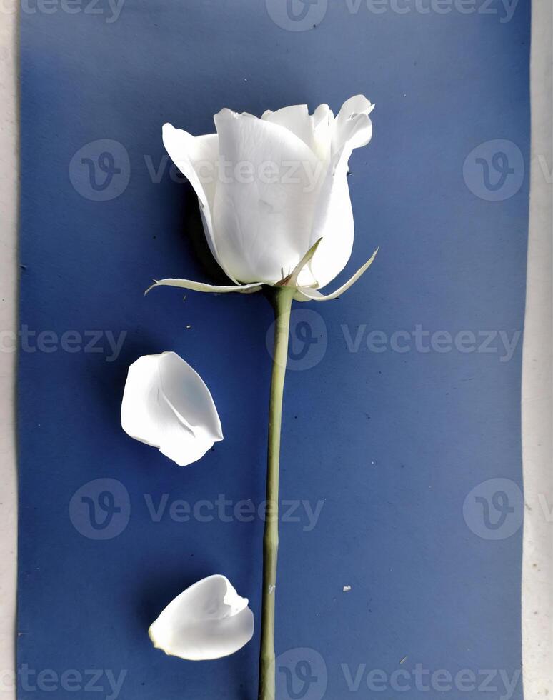 AI generated a flat scan of a cyanotype of a flower with blue paper photo