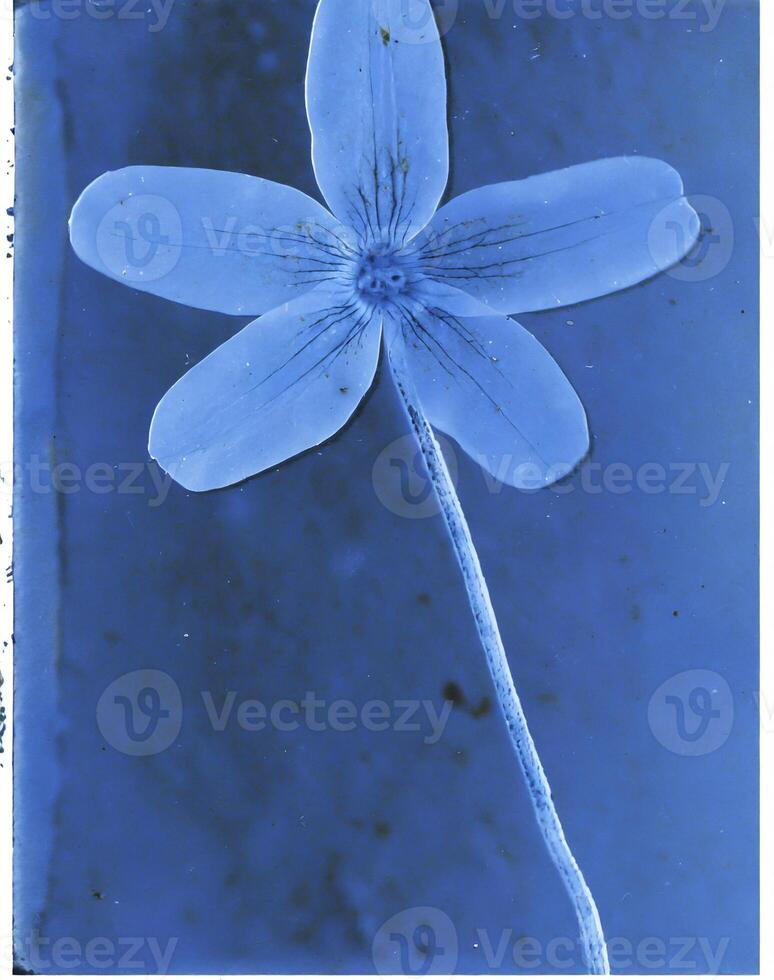 AI generated a flat scan of a cyanotype of a flower with blue paper photo