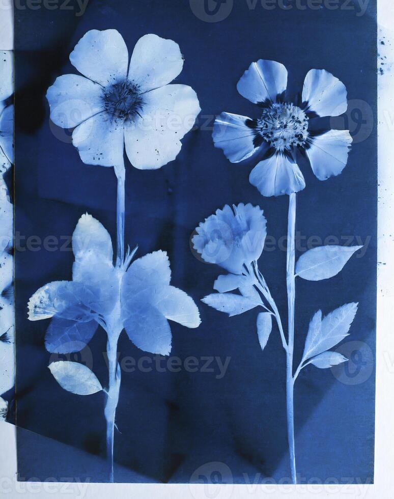 AI generated a flat scan of a cyanotype of a flower with blue paper photo