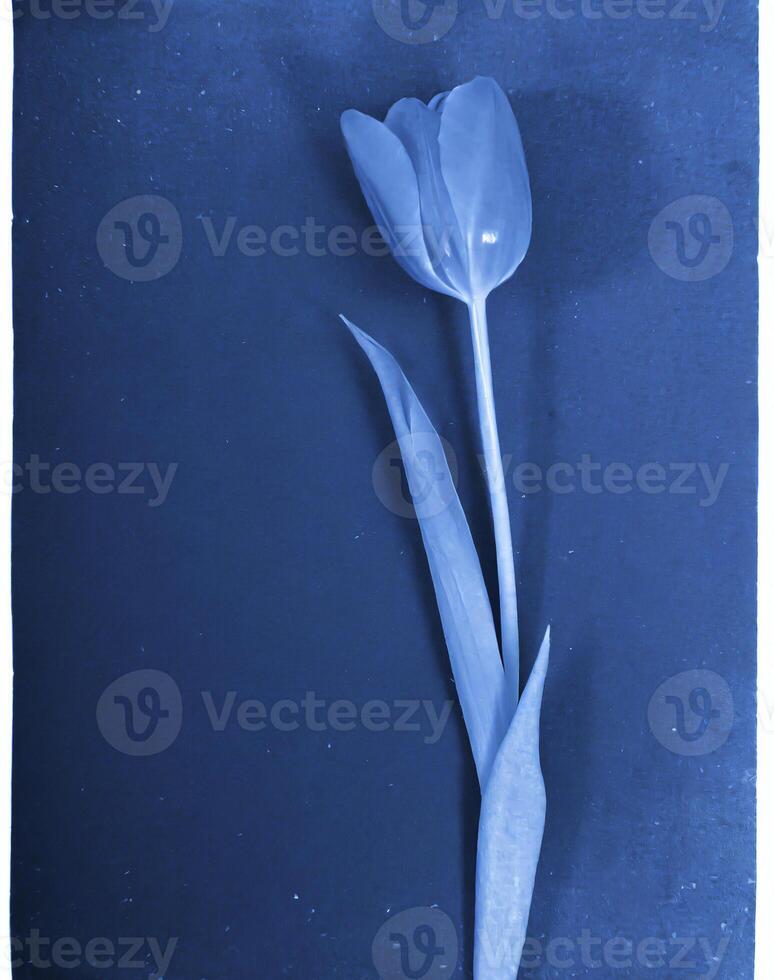 AI generated a flat scan of a cyanotype of a flower with blue paper photo