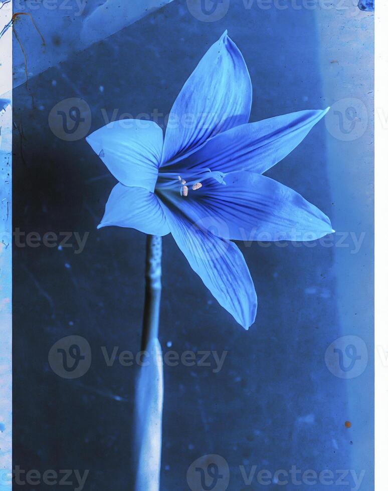 AI generated a flat scan of a cyanotype of a flower with blue paper photo