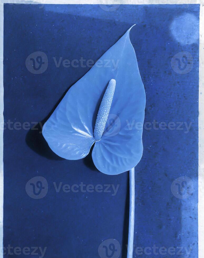AI generated a flat scan of a cyanotype of a flower with blue paper photo