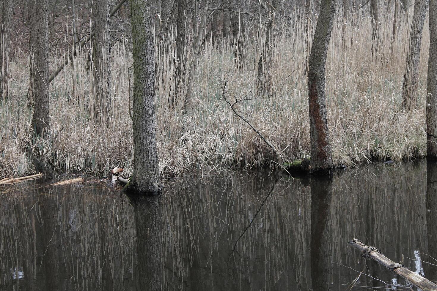 naturaleza antecedentes foto