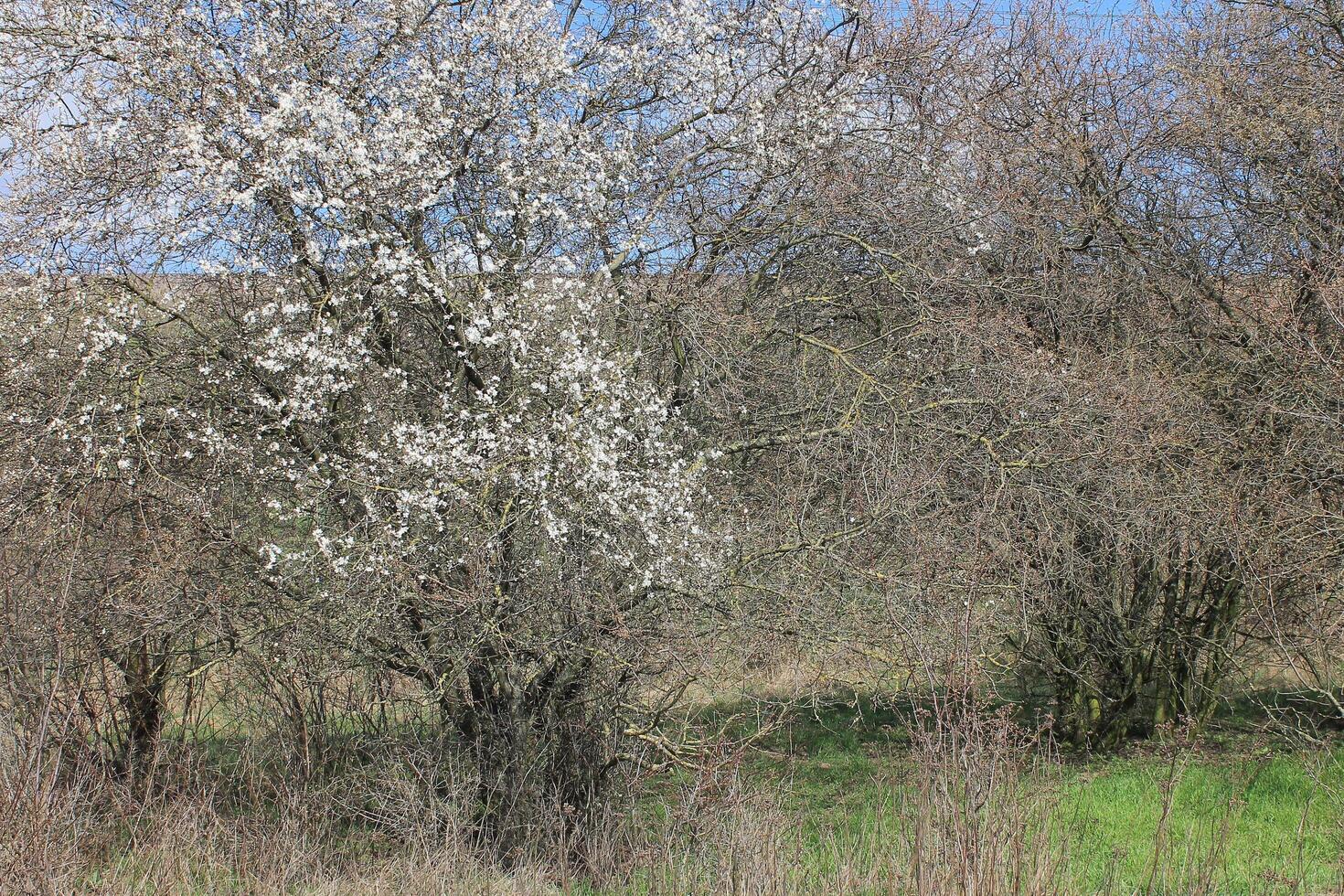 naturaleza antecedentes foto