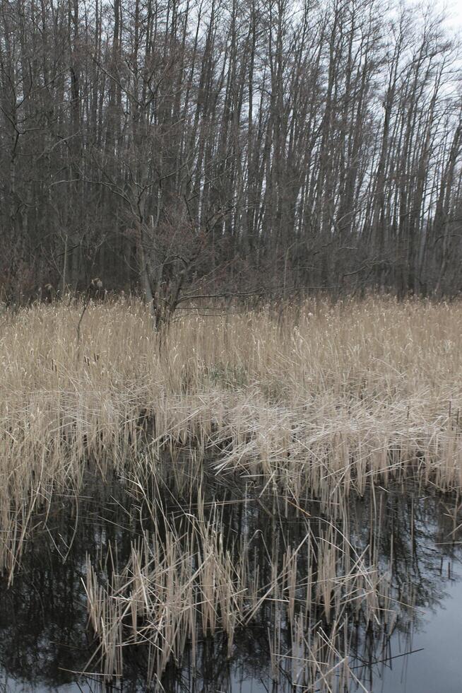 simple nature photo