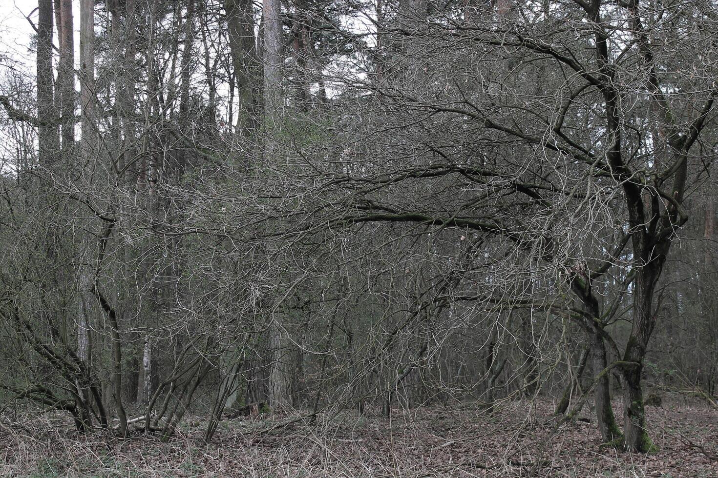 nature background photo