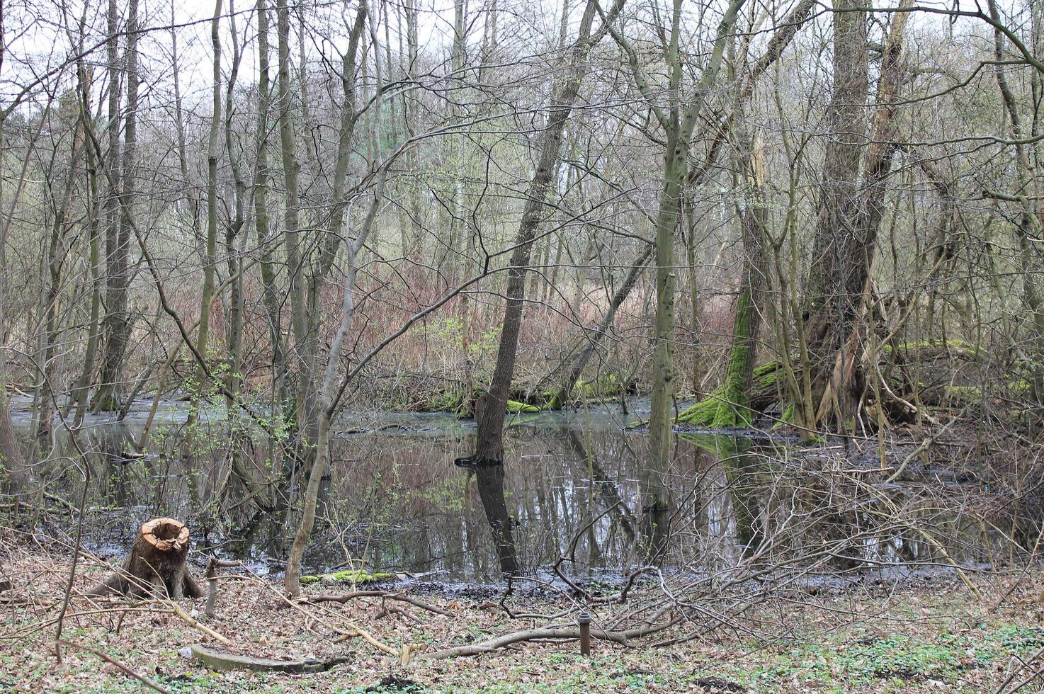 naturaleza antecedentes foto