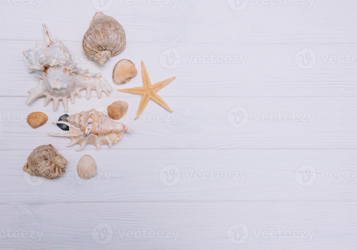 Flat lay. Top view. Frame of shells of various kinds on a white wooden background. Seashells and starfish on a pastel background. Vacation concept. travel concept. with copy space photo