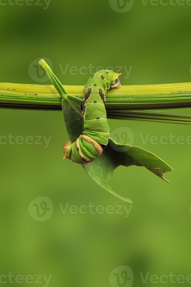 A Caterpillar Citrus Swallowtail photo