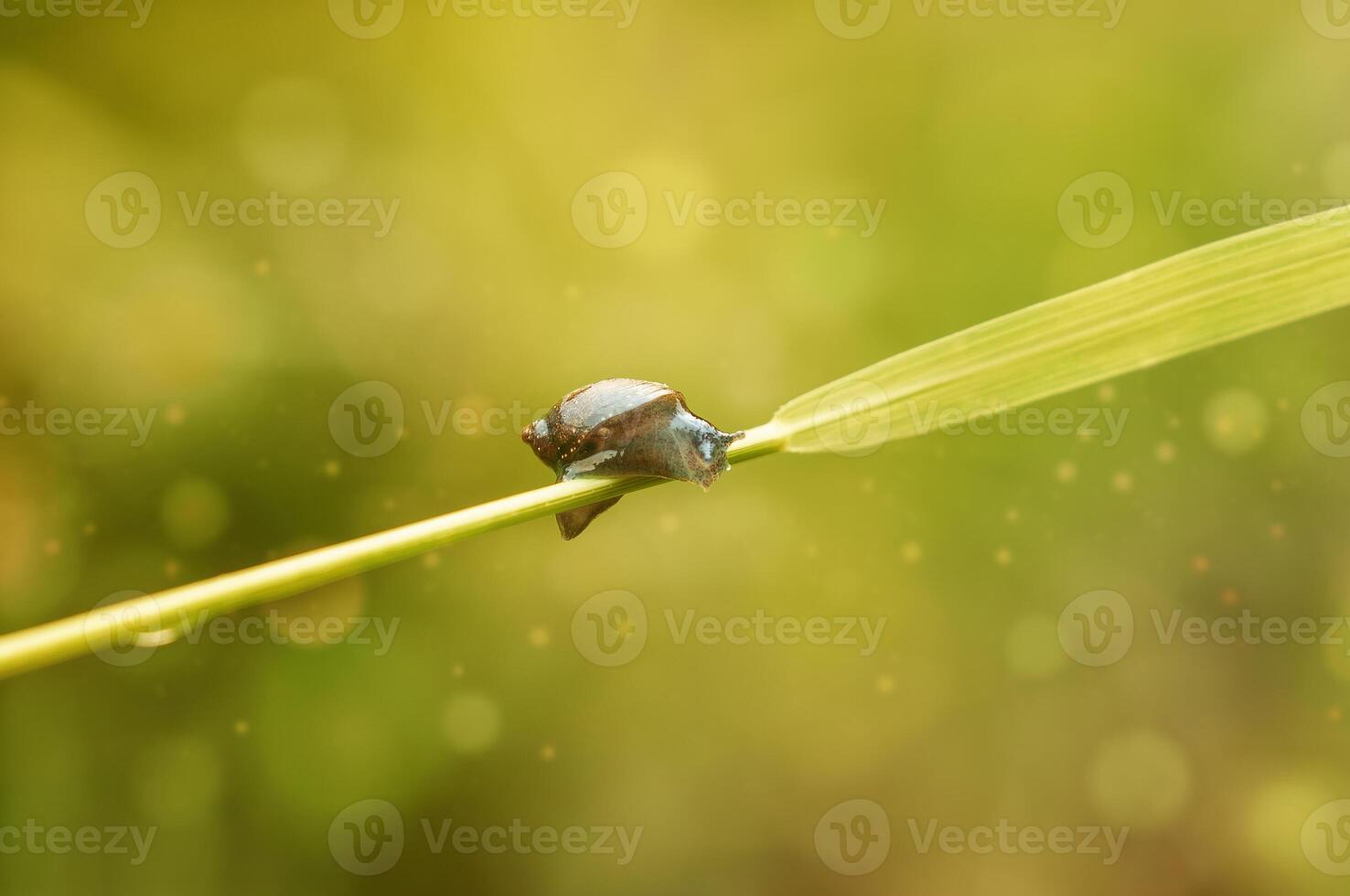 Small air-breathing land snail Succinea putris photo