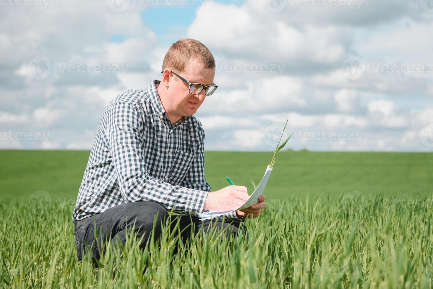 un agrónomo investiga el madurez proceso de joven trigo en el campo. agrícola negocio concepto. el granjero trabajos en un trigo campo y inspecciona el calidad de trigo coles. foto