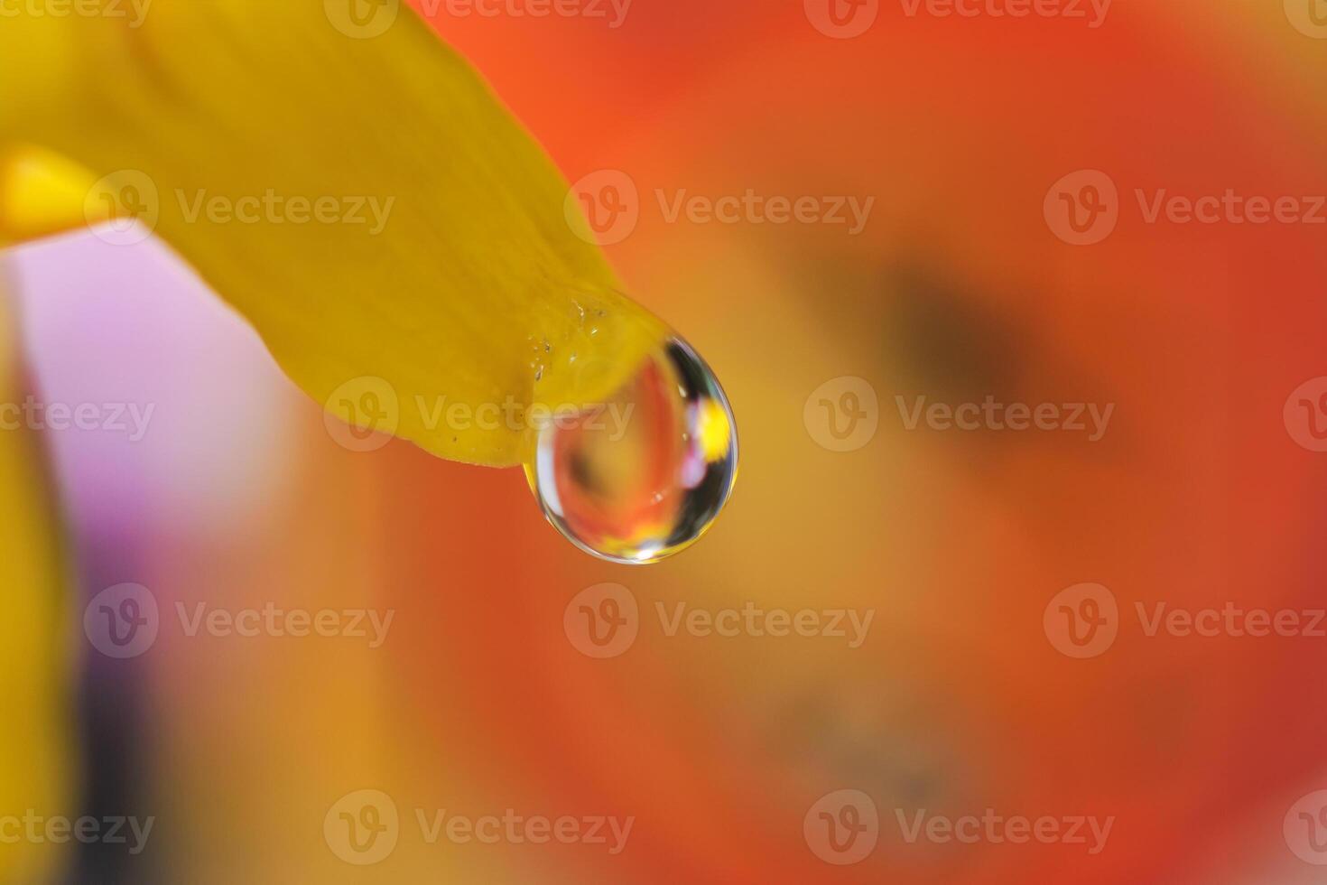 a drop of dew on the top of a chrysanthemum flower photo