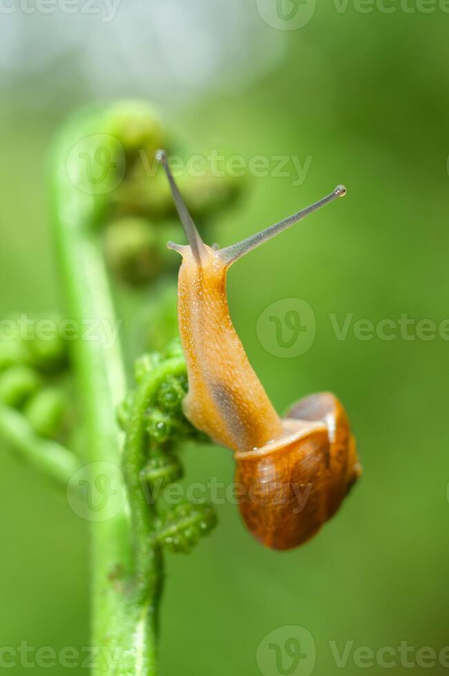 Small air-breathing land snail Succinea putris photo