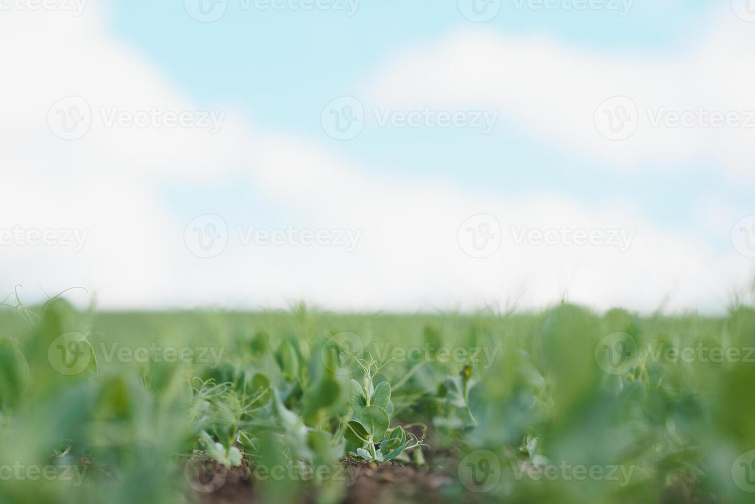 Young pea plants in early spring garden - selective focus, copy spsce photo